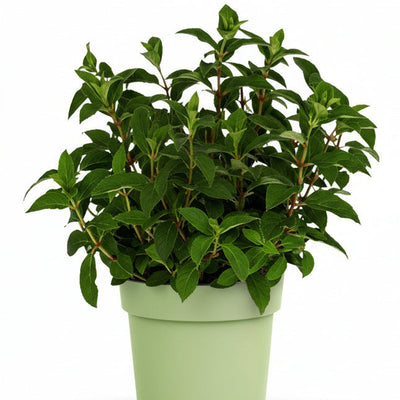 Green boutiQ Hortensie 'Groundbreaker Greeny' - Frosthart, Creme, 2er Set