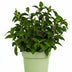 Green boutiQ Hortensie 'Groundbreaker Greeny' - Frosthart, Creme, 2er Set Bild 2