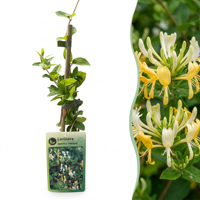 2x Japanisches Geißblatt 'Halliana' Kletterpflanze, Weiß-Gelb