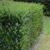 GreenboutiQ - 6x Eibe (Taxus baccata) - 60cm - Heckenpflanze Bild 7