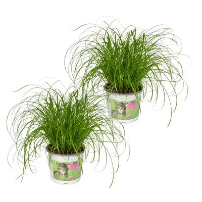 2x Katzengras (Cyperus Alternifolius) - Ø12cm, ↕20cm