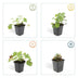 24x Geranium cant. 'Biokovo' - 10-25cm - Ø9cm Bild 4