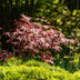 GreenboutiQ Japanischer Ahorn 'Atropurpureum' - Lila, 2 Pflanzen, 70cm Bild 6