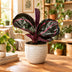 Calathea Dottie®: Tropische Schönheit mit rosa-lila Zeichnung, Ø6cm Bild 2