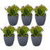 6x Crassula Ovata - Geldbaum - Grün - Sukkulente/Kaktus - incl. grijze pot - Ø12cm Bild 2