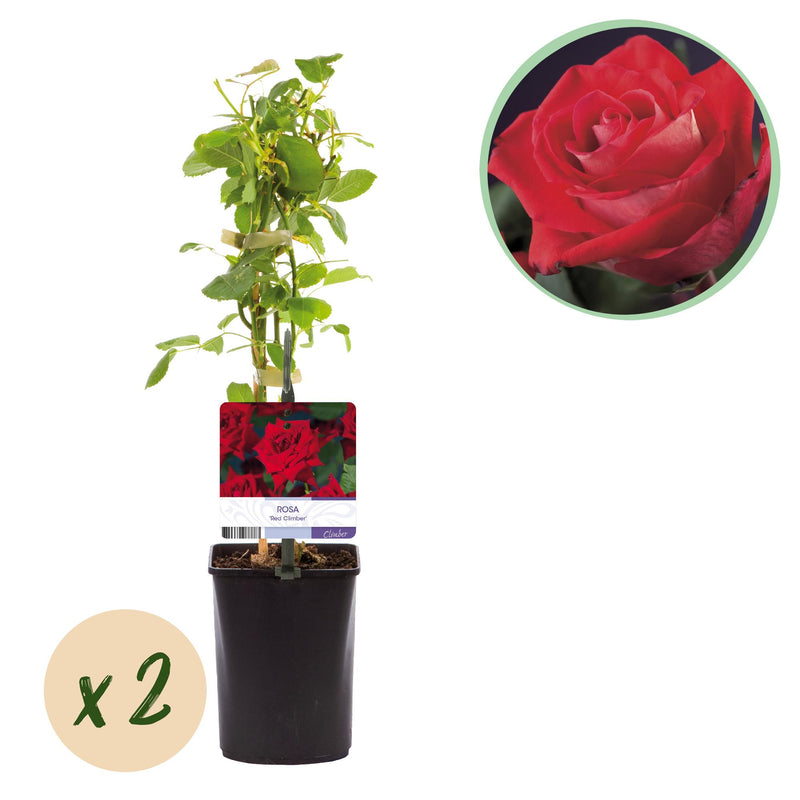 GreenboutiQ Klimrose 'Rosa Red Climber' - 2 Pflanzen im 11cm Topf