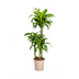 Dracaena Deremensis Dorado Topfpflanze Ø21cm | 100-120cm Höhe Bild 1
