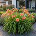 Green boutiQ - Perennial - Hemerocallis Pink Damask - Daylily - Bee and Butterfly Attractors - Pink - 24 Plants - Pot 11cm - Height 15-25cm Bild 6