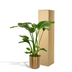 Strelitzia Nicolai 'Baum-Strelitzie' im 19cm Topf, 90cm hoch Bild 5