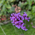 12x Verbena bonariensis - Lila Blütenstaude, 10-25cm Bild 6