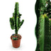 Green boutiQ - Zimmerpflanze - Euphorbia eritrea - Afrikanischer Milchbaum - Geringer Pflegeaufwand - Grün - 1 - Topf 17cm - Höhe 60cm Bild 1