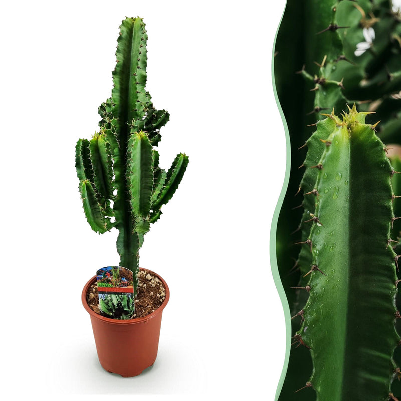 Green boutiQ - Zimmerpflanze - Euphorbia eritrea - Afrikanischer Milchbaum - Geringer Pflegeaufwand - Grün - 1 - Topf 17cm - Höhe 60cm