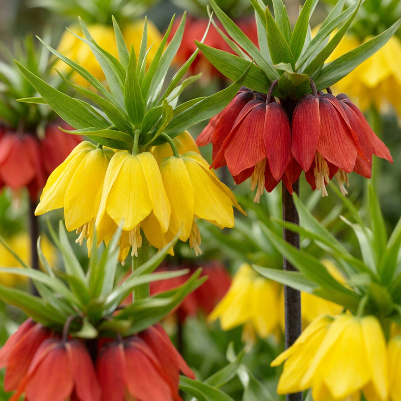 12x Kaiserkrone Mix 'Fritillaria Imperialis' - Frühjahrsblüher Zwiebeln