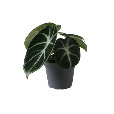 Alocasia Ninja Schwarz - Tropische Zimmerpflanze Ø6cm