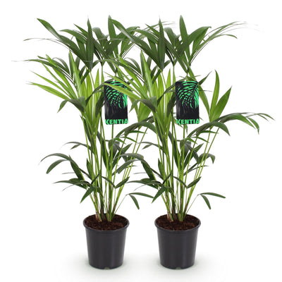 Green boutiQ - Zimmerpflanze - Howea Forsteriana - Kentia Palme - Wenig Pflege - Grün - 2 Pflanzen - Topf 19cm - Höhe 80-85cm
