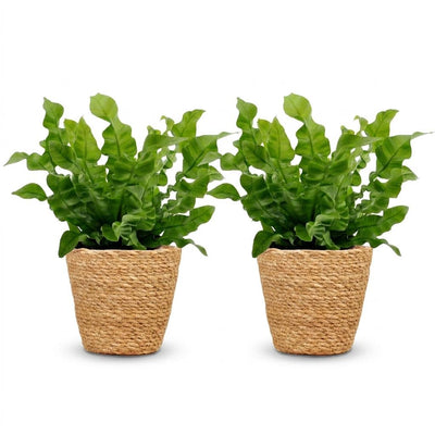 Green boutiQ - Asplenium Crispy Wave - Krauser Wellenfarn - 2 Pflanzen - mit Korb - Topf 12cm - Höhe - 30cm