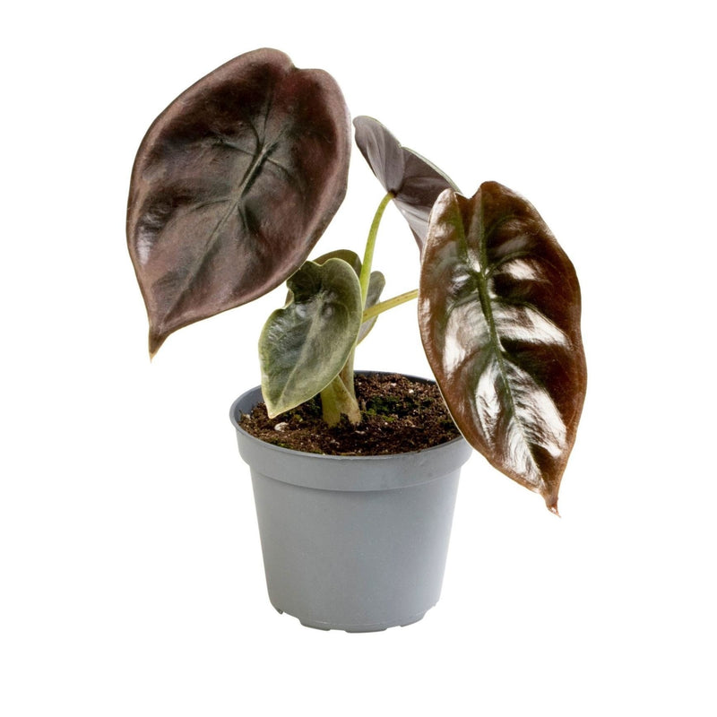 Alocasia Cuprea Red - Kupfer-Alocasia, tropisches Highlight Ø6cm