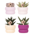 Kolibri Pflanzenset Horizon Mix: Lila, Weiß, Gelb, Rosa mit grüner Pflanze Bild 1
