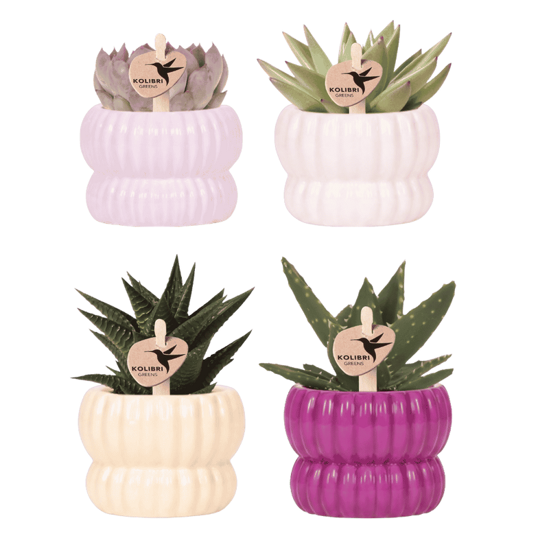 Kolibri Pflanzenset Horizon Mix: Lila, Weiß, Gelb, Rosa mit grüner Pflanze