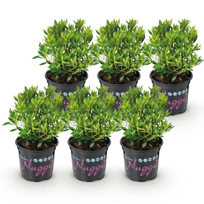 Zwerg-Rhododendron Bloombux Light Pink - 6 Pflanzen