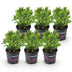 Dwarf Rhododendron Bloombux Light Pink - 6 Plants Bild 2