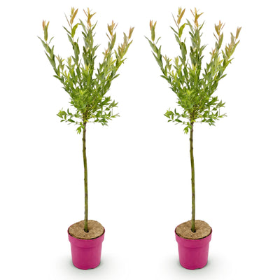 2x - Salix Flamingo - Ø19cm - ↕90-100cm