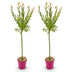 2x - Salix Flamingo - Ø19cm - ↕90-100cm Bild 2
