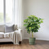 Schefflera Arboricola Gold Capella - Ø19cm - ↕75cm Bild 3