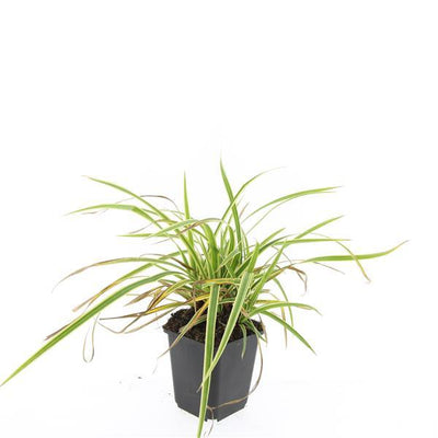 24x Carex morrowii 'Aureovariegata'  - ↕10-25cm - Ø9cm
