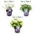 Balkonhortensie Hydrangea 'Forever & Ever' Weiss, 2 Pflanzen, Topf 23cm Bild 4