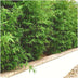6x Fargesia Rufa Bambus Ø12 cm - ↕25 cm, winterhart & pflegeleicht Bild 4
