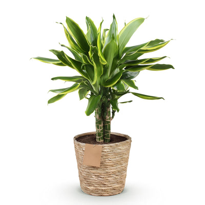 Dracaena fragrans Golden Coast im Topf - pflegeleichter Drachenbaum