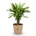 Dracaena fragrans Golden Coast im Topf - pflegeleichter Drachenbaum Bild 2
