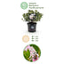 Dwarf Rhododendron Bloombux Light Pink, 2 plants in 23cm pot Bild 3