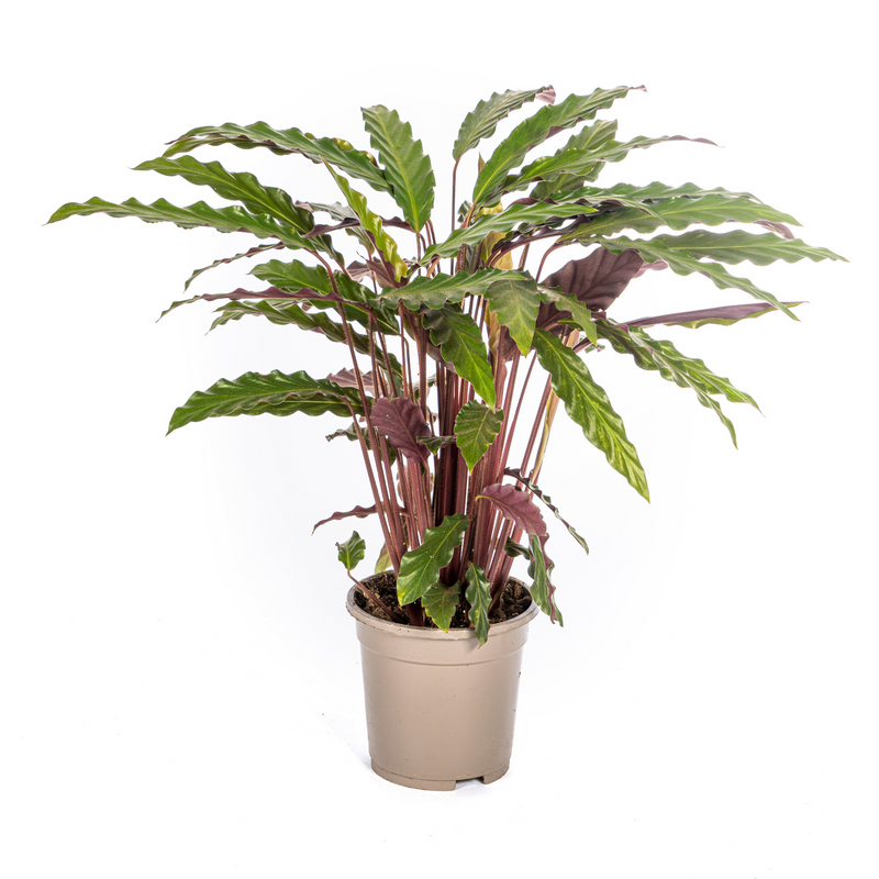 Calathea Rufibarba Ø17cm - Samtige Blätter & Geheimnisvolle Bewegung