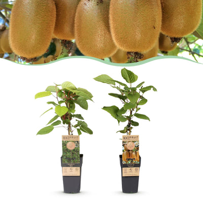 Kiwi Pflanze: Actinidia Weiki & Hayward (1m/1w) - Topf 15cm, 50cm