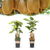 Kiwi Pflanze: Actinidia Weiki & Hayward (1m/1w) - Topf 15cm, 50cm Bild 1