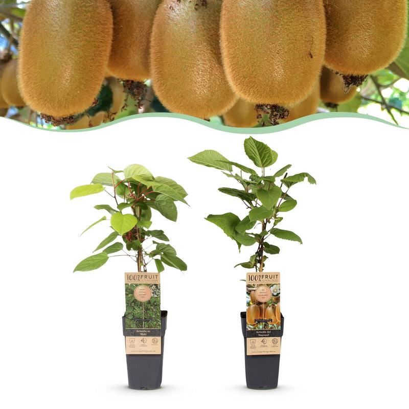 Kiwi Pflanze: Actinidia Weiki & Hayward (1m/1w) - Topf 15cm, 50cm
