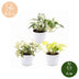 3x Epipremnum Tricolour Trio: Gelb-Grün-Creme, inkl. weißem Topf Bild 5