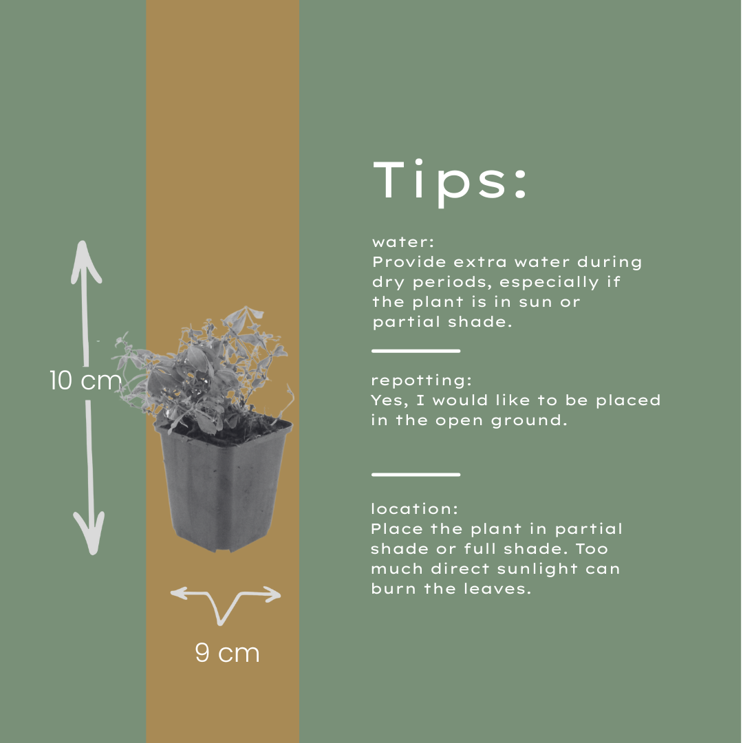 12x Waldmeister (Galium odoratum) - 10-25cm Höhe