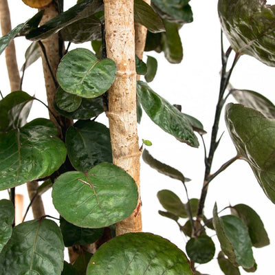 Polyscias Fabian XXL - Üppige Zimmerpflanze, 150cm, ⌀30