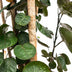 Polyscias Fabian XXL - Lush Houseplant, 150cm, ⌀30 Bild 3
