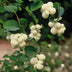 12x Symphoricarpos ch. 'Hancock' - ↕10-25cm - Ø9cm Bild 7