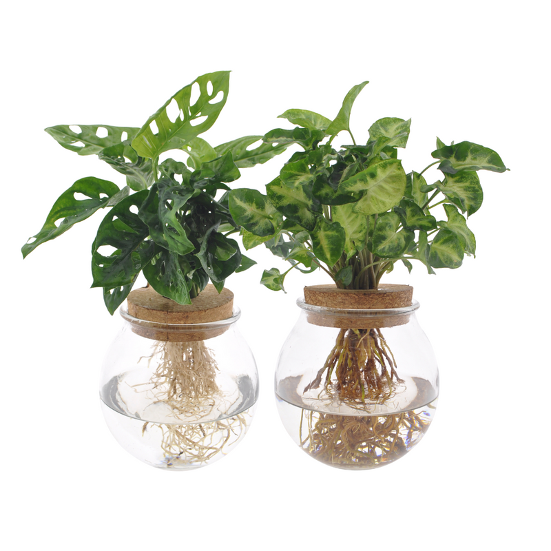Monstera Adansonii & Syngonium Duo, Hydroponics, Ø12cm
