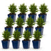 Green boutiQ - Perennial - Aster Tricolour - Sea Aster - Bee and Butterfly Attractors - Purple - Pink - White - 12 Plants - Pot 11cm - Height 15-25cm Bild 2
