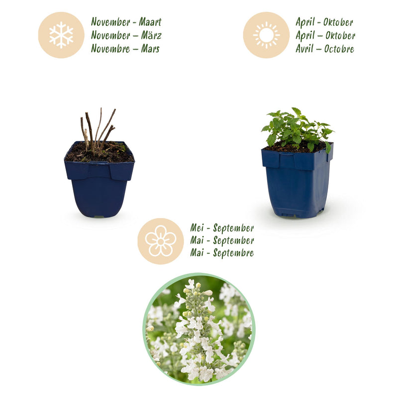 Green boutiQ - Perennial - Nepeta faassenii Snowflake - Catmint - Bee and Butterfly Attractors - White - 12 Plants - Pot 11cm - Height 15-25cm
