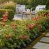 GreenboutiQ - Fruit Plants - Japanese Wineberry - Rubus Phoenicolasius - Winter Hardy - 6 Plants - 9 cm Pot - Red Berry Bild 6