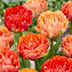 48x Tulipa Gudoshnik Double - Üppige gefüllte Tulpen Bild 1
