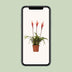 Vriesea Elan Toef - Exotische Zimmerpflanze, Ø12cm, ↕55cm Bild 5