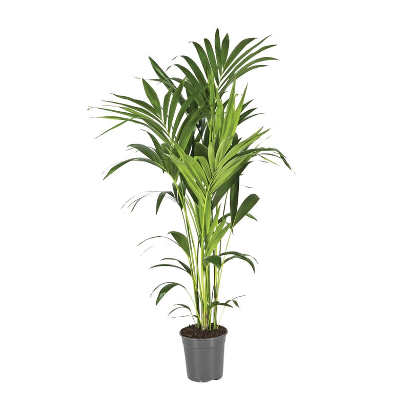 Kentia Palm (Howea Forsteriana) Ø21cm, H130cm - Elegant Houseplant